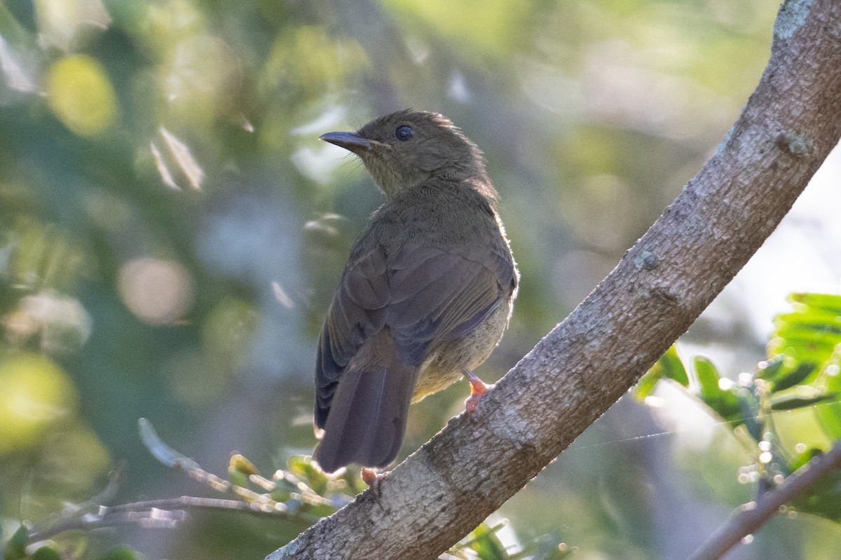 Little Greenbul - ML623165273