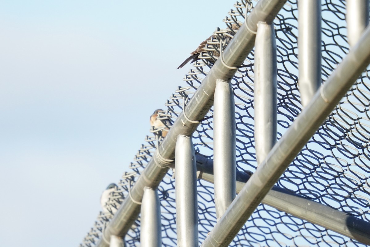 Barn Swallow (American) - ML623165298