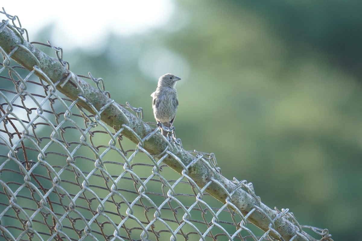 Brown-headed Cowbird - ML623165304