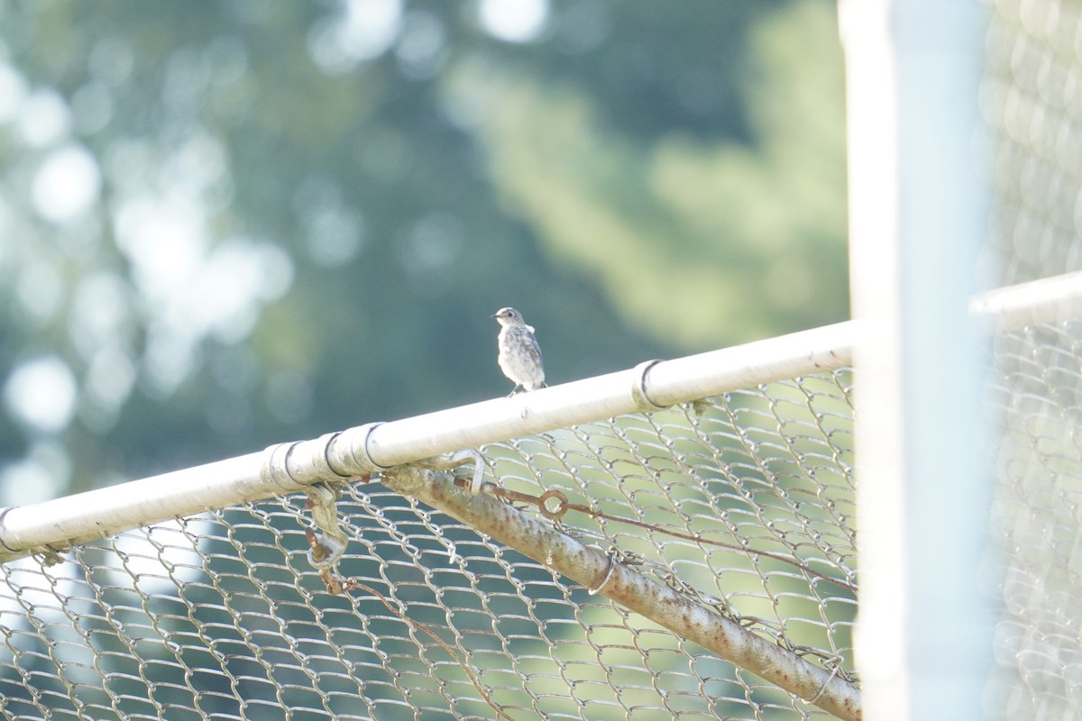 Eastern Bluebird - ML623165309