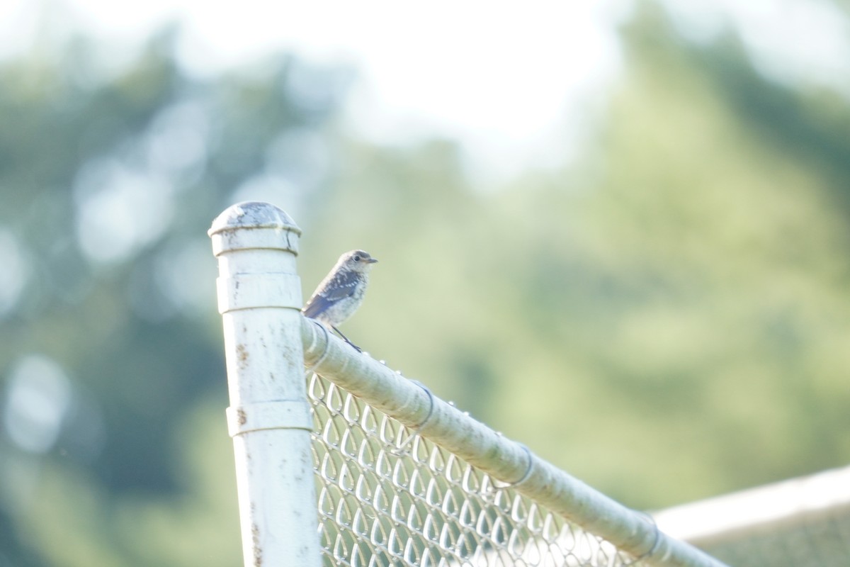 Eastern Bluebird - ML623165310