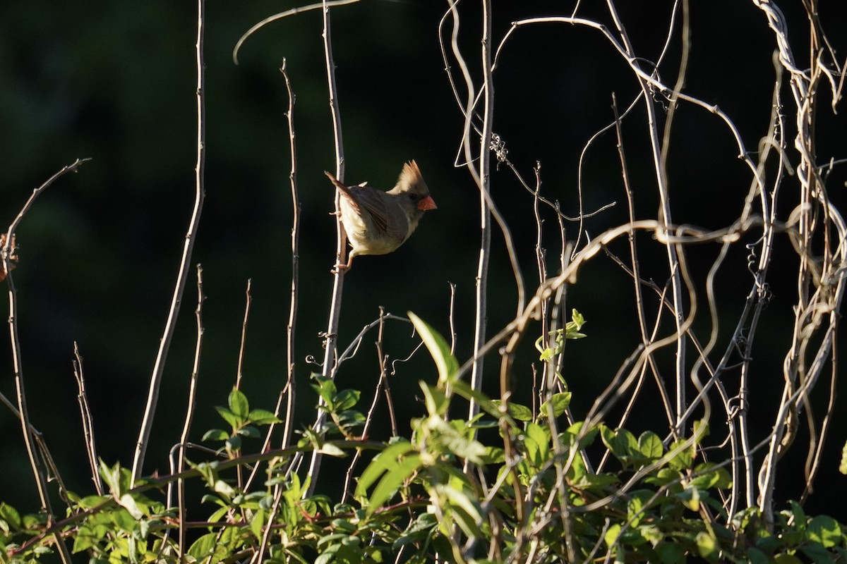 Northern Cardinal - ML623165319