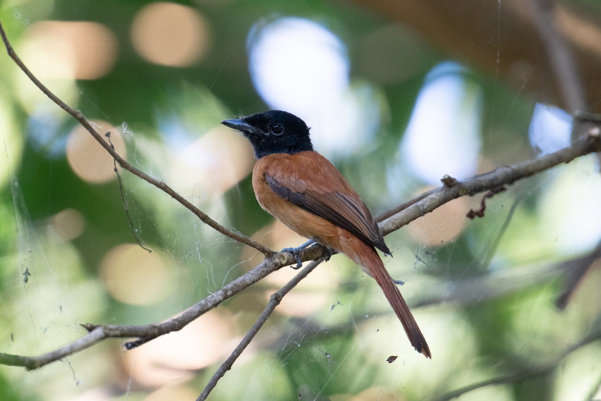 Black-headed Paradise-Flycatcher - ML623165327