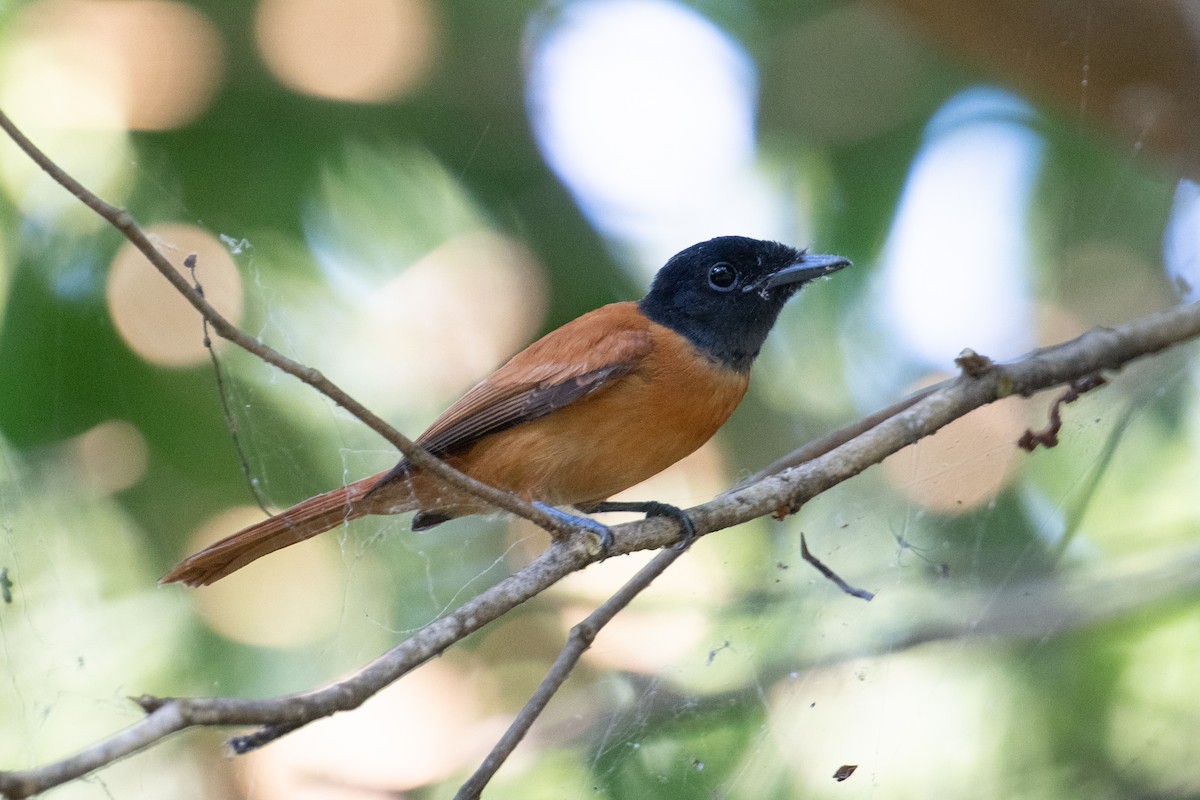 Black-headed Paradise-Flycatcher - ML623165328