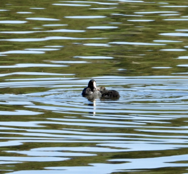 American Coot - ML623165359