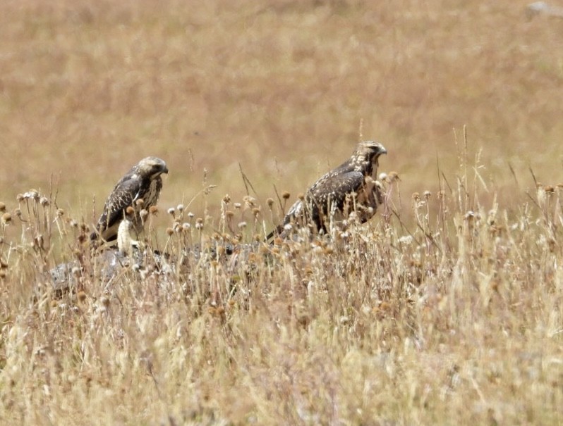 Swainson's Hawk - ML623165369