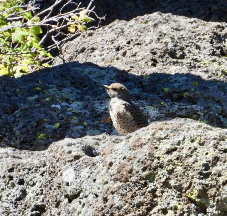 Northern Flicker - ML623165372