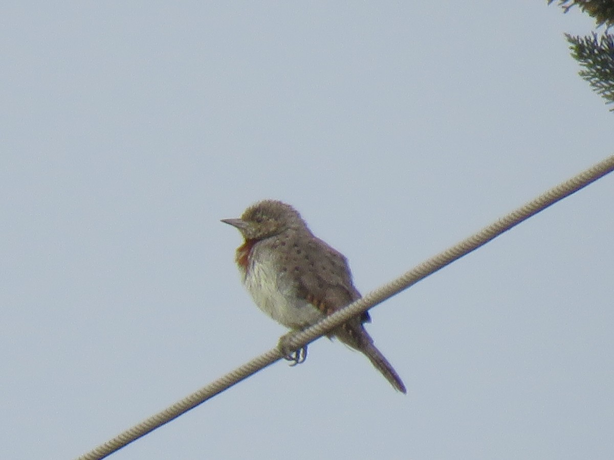 Rufous-necked Wryneck - ML623165373