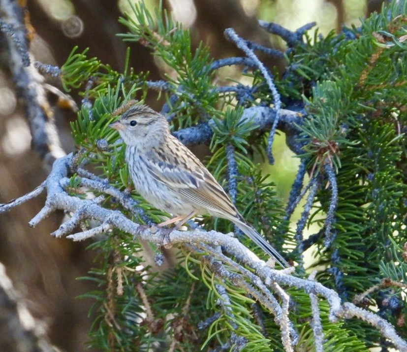 Chipping Sparrow - ML623165390