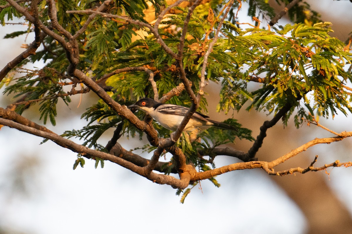 Northern Puffback - John C. Mittermeier