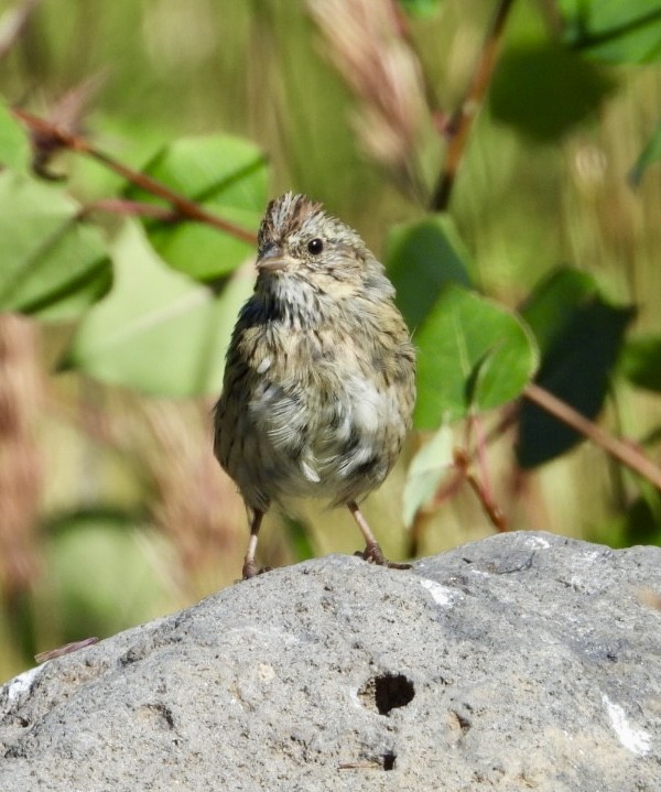 Lincoln's Sparrow - ML623165402