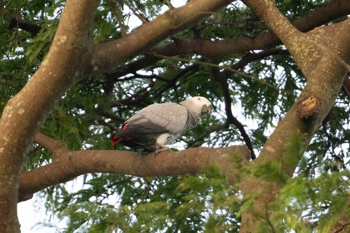 Gray Parrot (Gray) - ML623165405