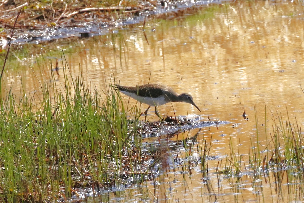 Solitary Sandpiper - ML623165416