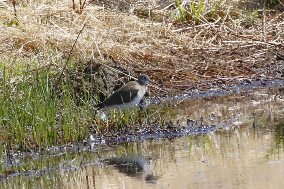 Solitary Sandpiper - ML623165418
