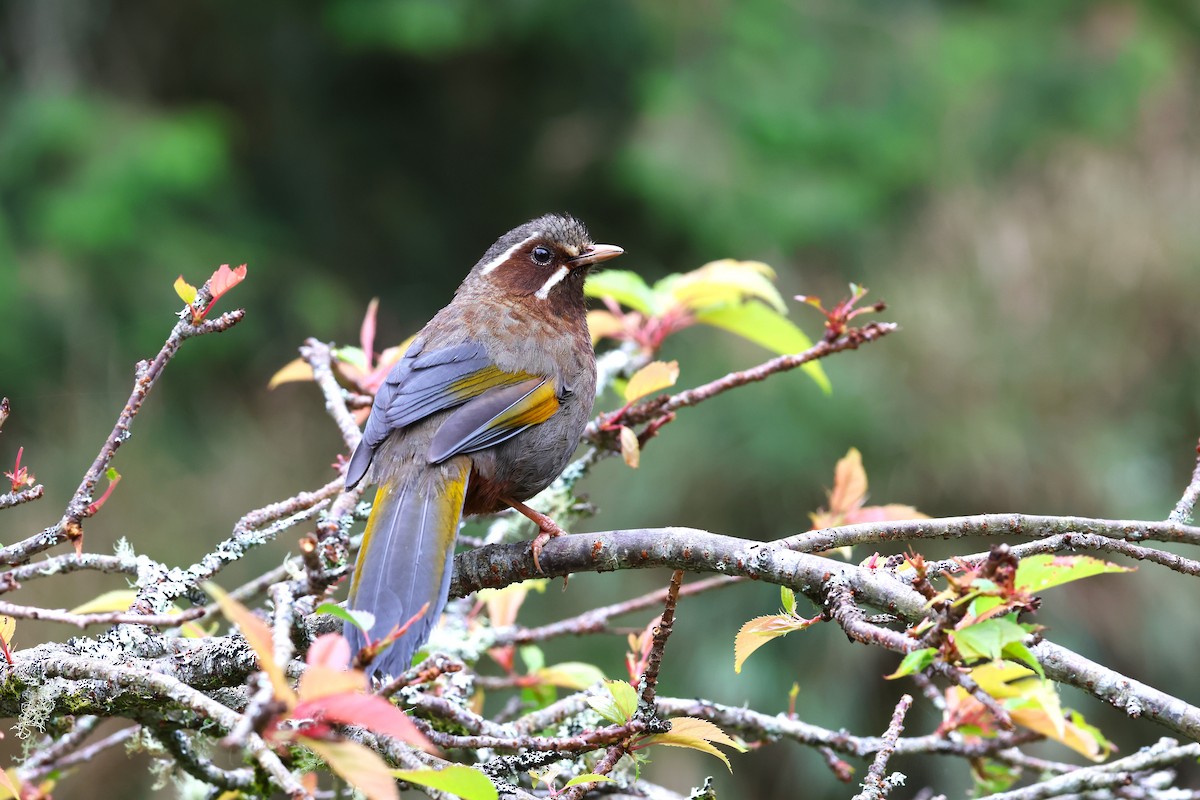 White-whiskered Laughingthrush - 志民 蘇