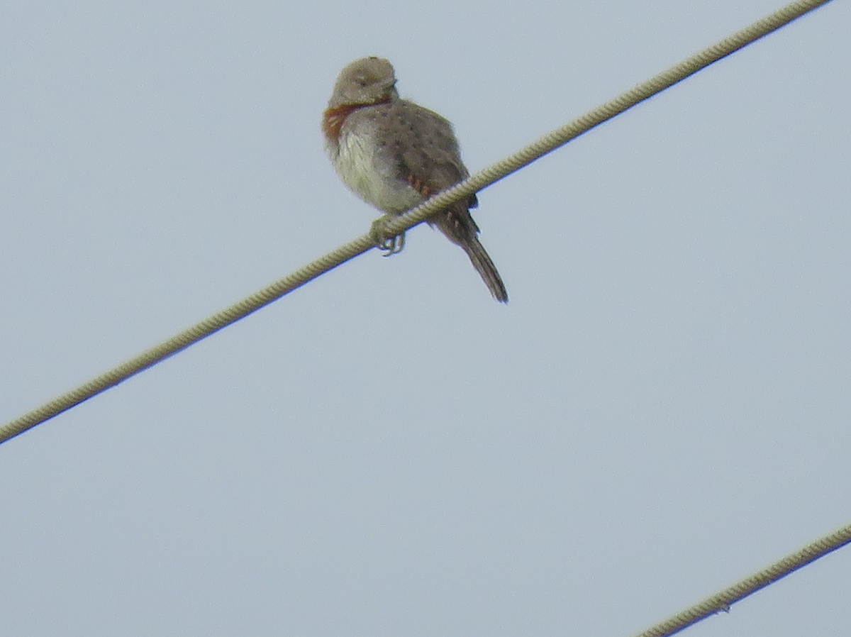 Rufous-necked Wryneck - Beniamino Tuliozi