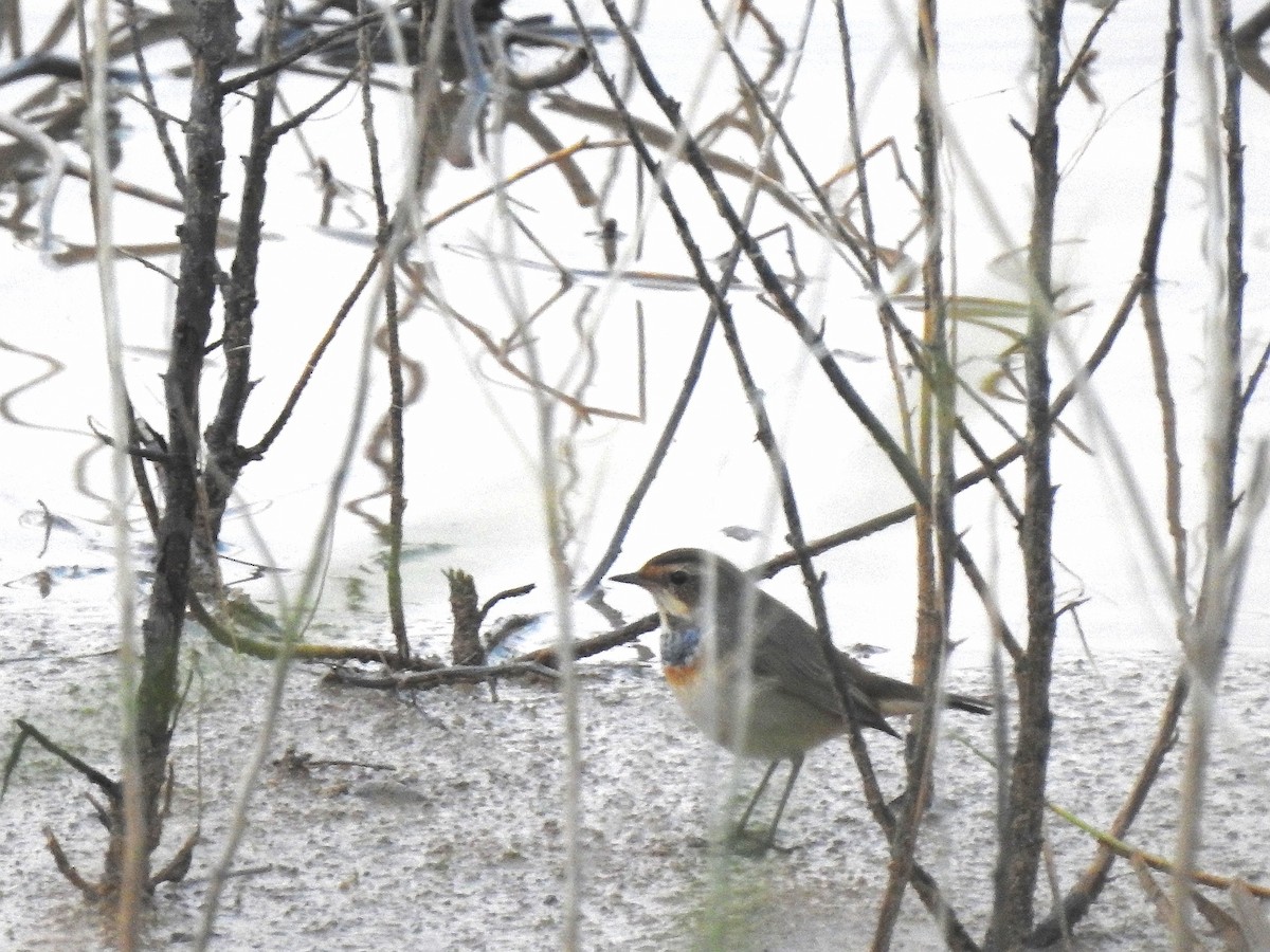 Bluethroat - ML623165456