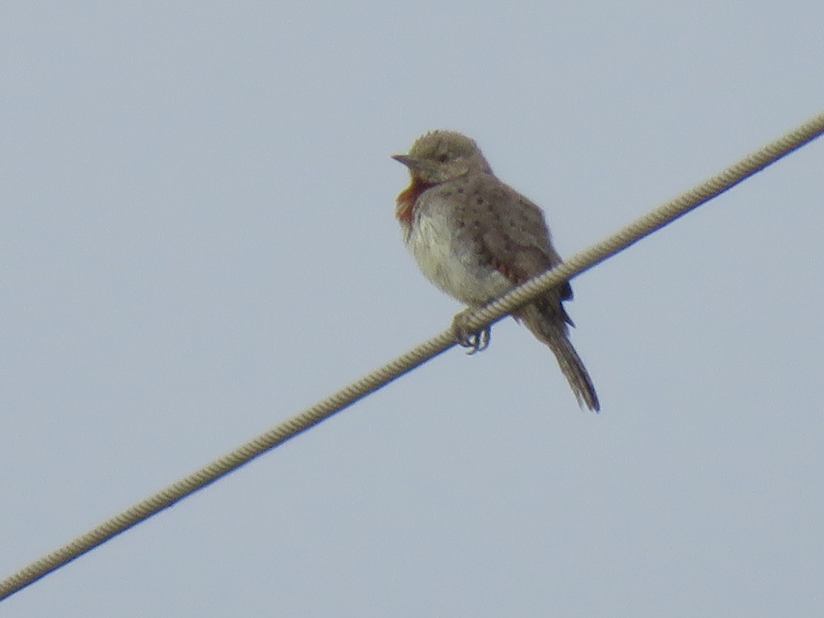 Rufous-necked Wryneck - Beniamino Tuliozi