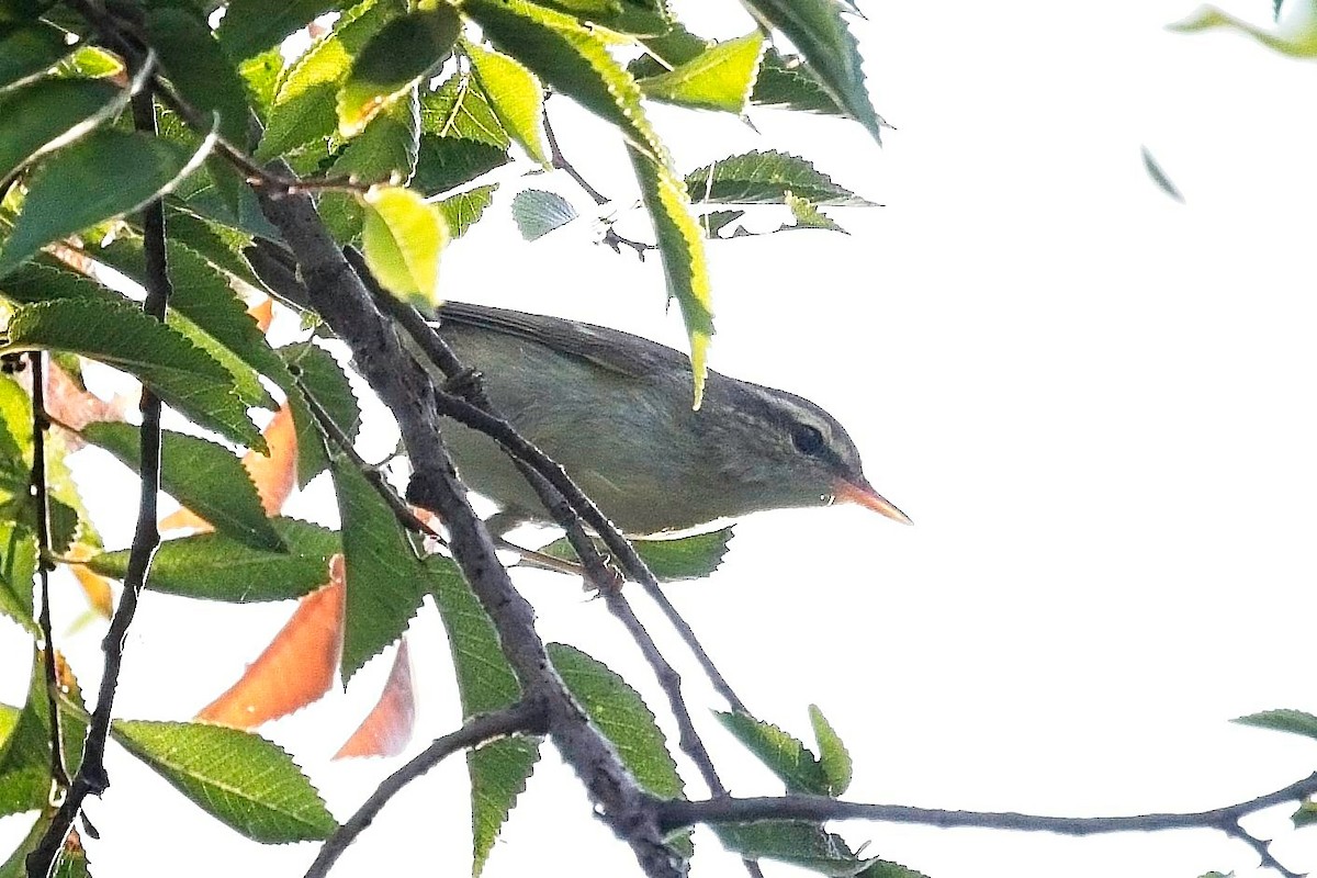 Pale-legged Leaf Warbler - ML623165479