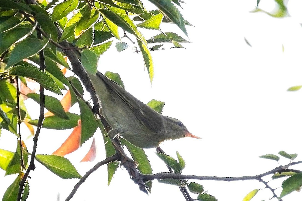 Pale-legged Leaf Warbler - ML623165480