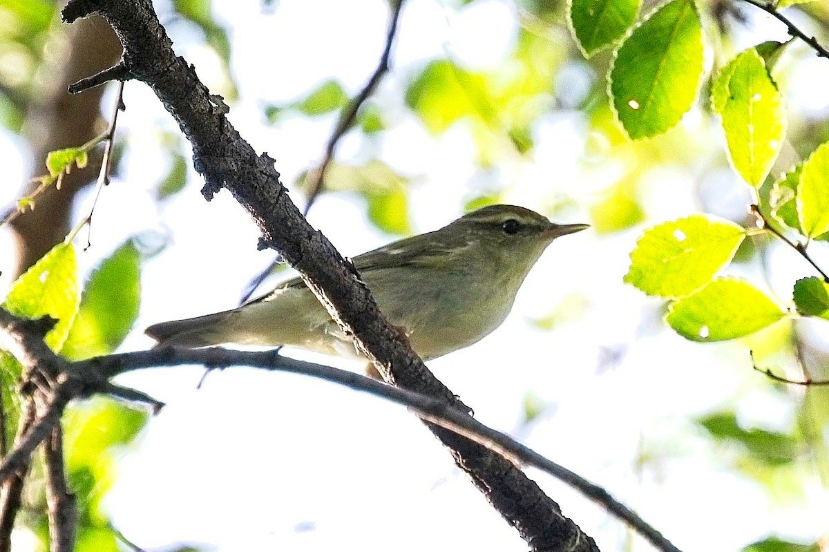 Pale-legged Leaf Warbler - Christopher Adler