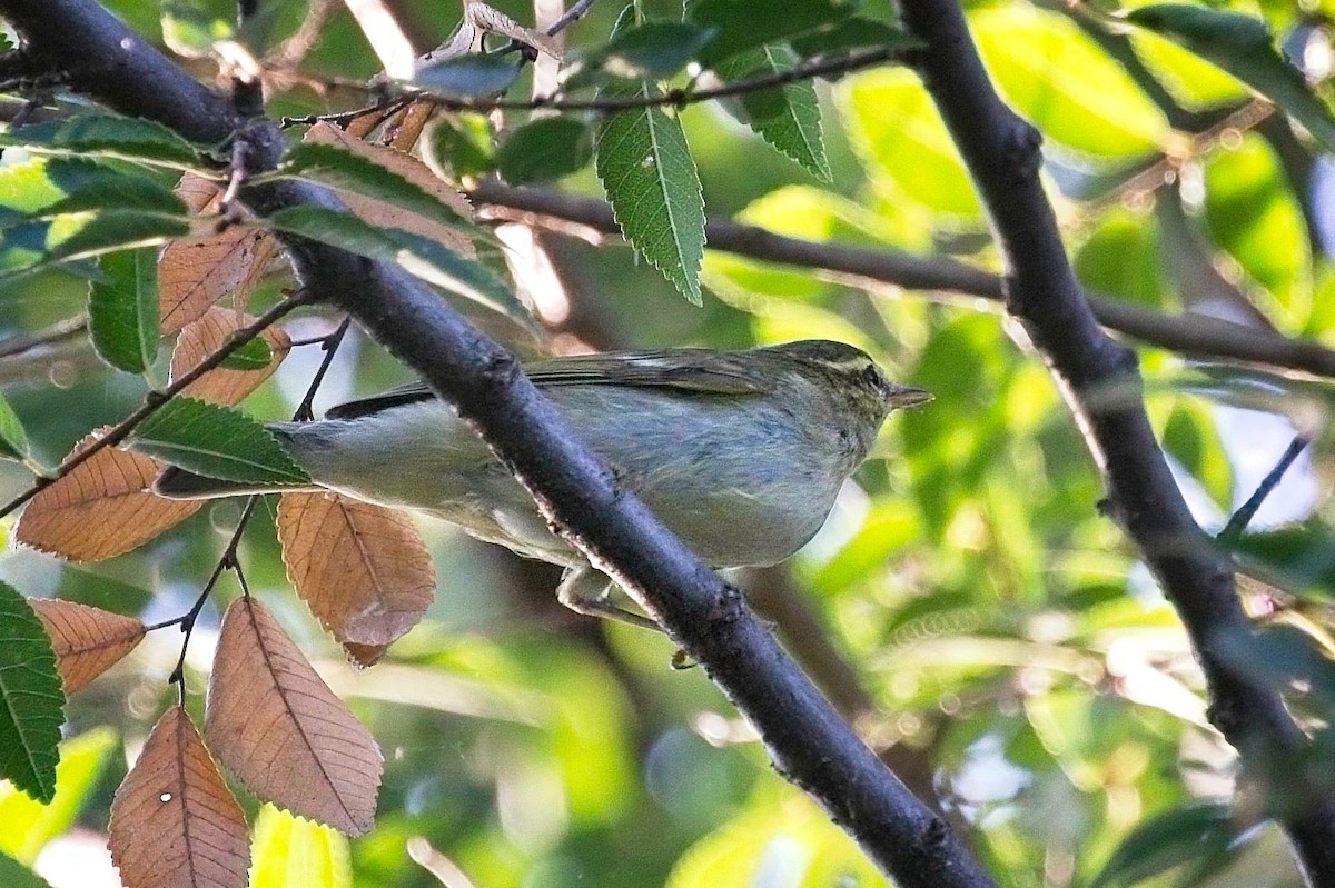 Pale-legged Leaf Warbler - ML623165482