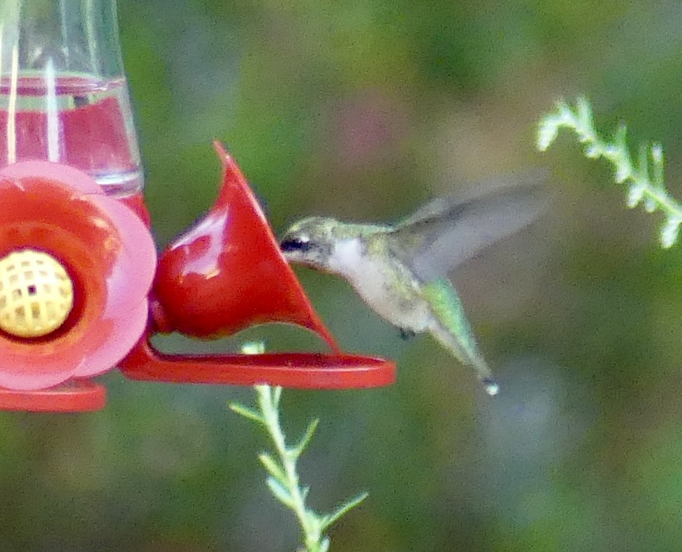 Ruby-throated Hummingbird - ML623165495