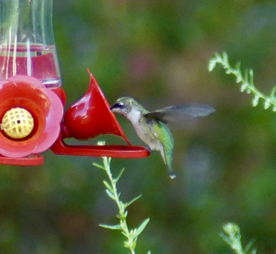 Ruby-throated Hummingbird - ML623165496