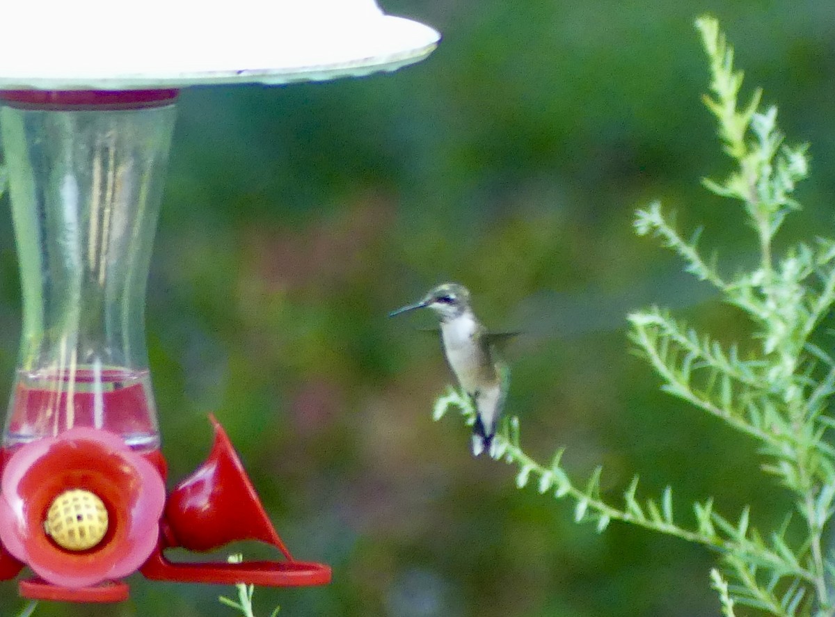 Ruby-throated Hummingbird - ML623165497