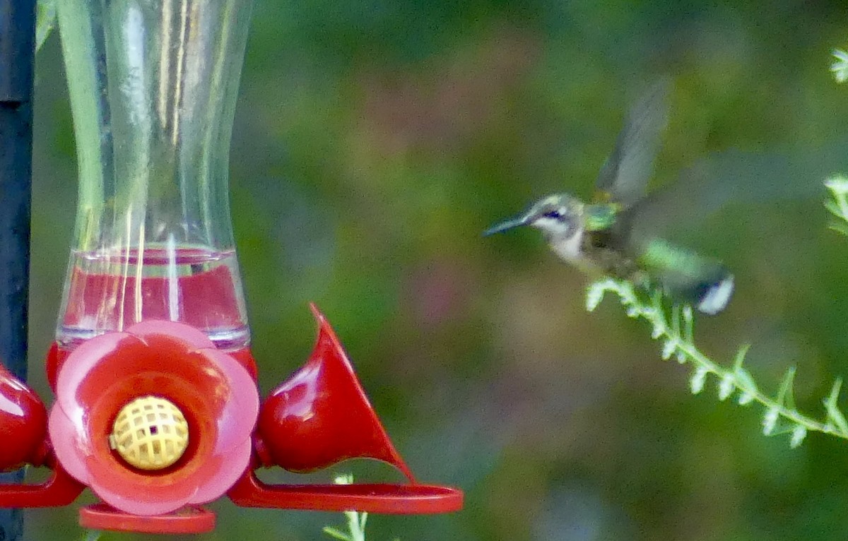 Ruby-throated Hummingbird - ML623165499