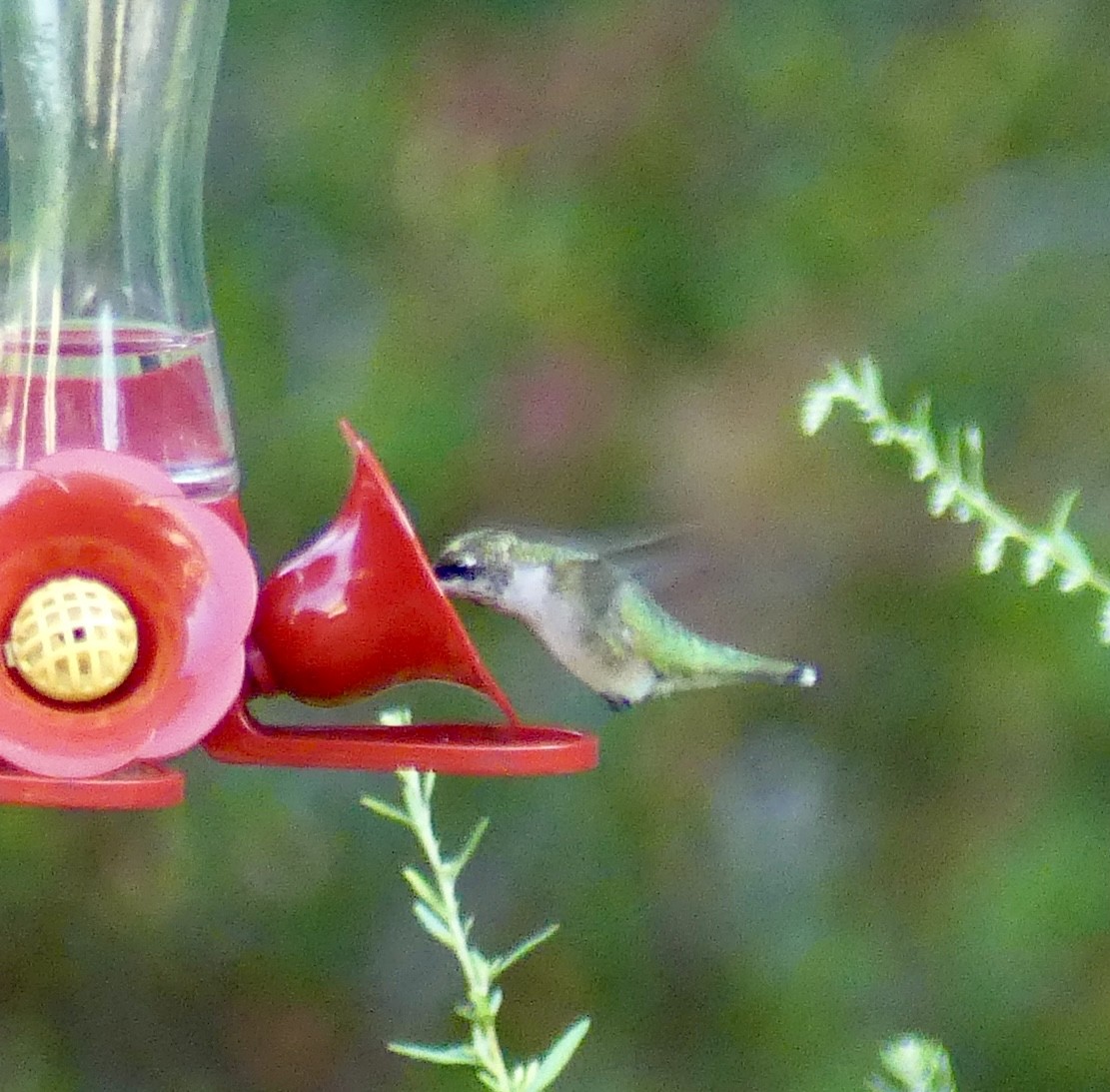 Ruby-throated Hummingbird - ML623165501