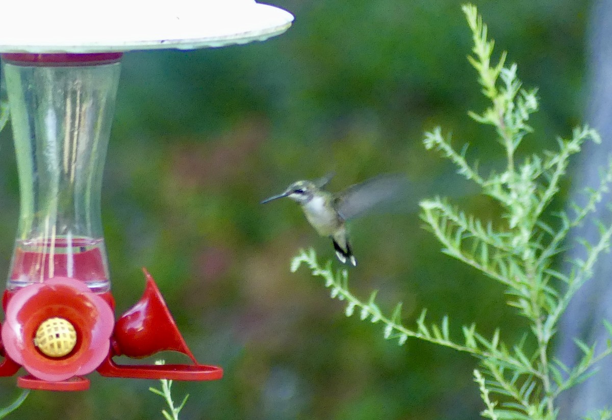 Ruby-throated Hummingbird - ML623165503