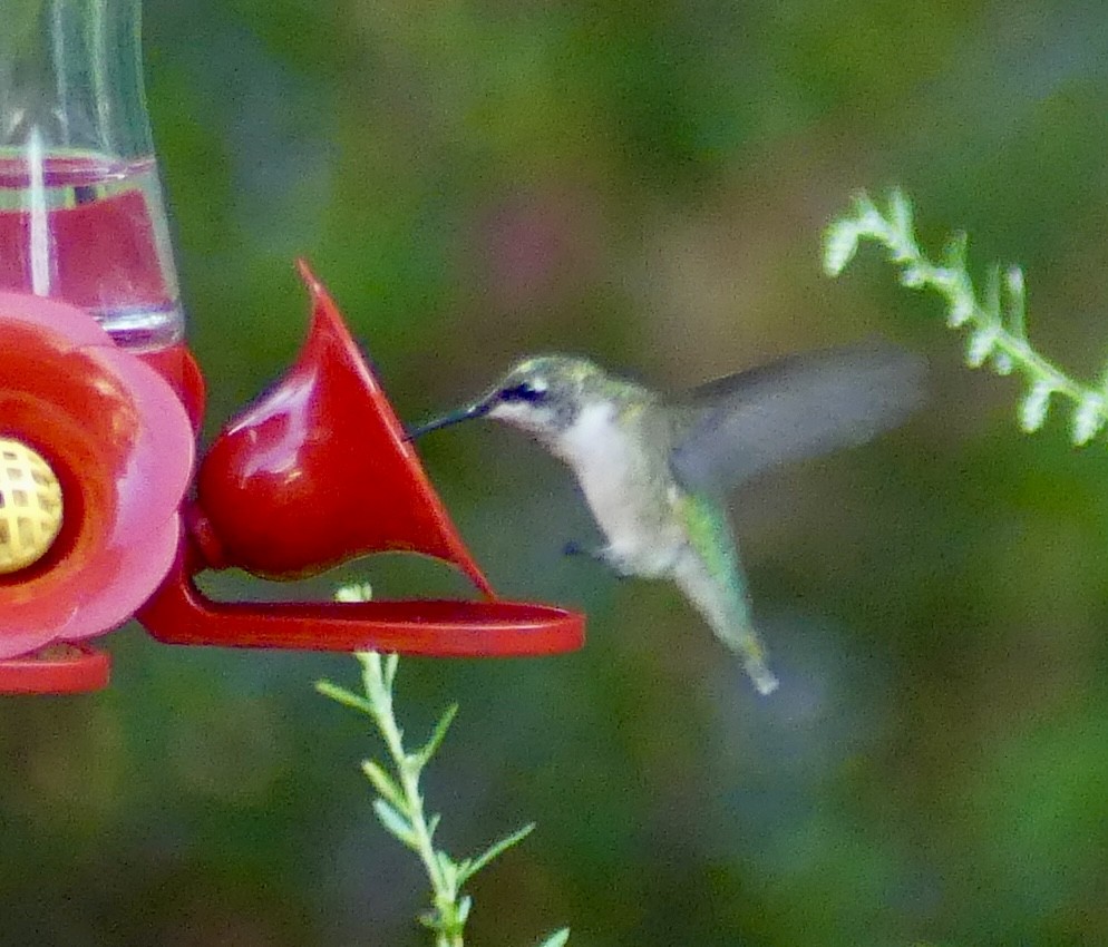 Ruby-throated Hummingbird - ML623165504