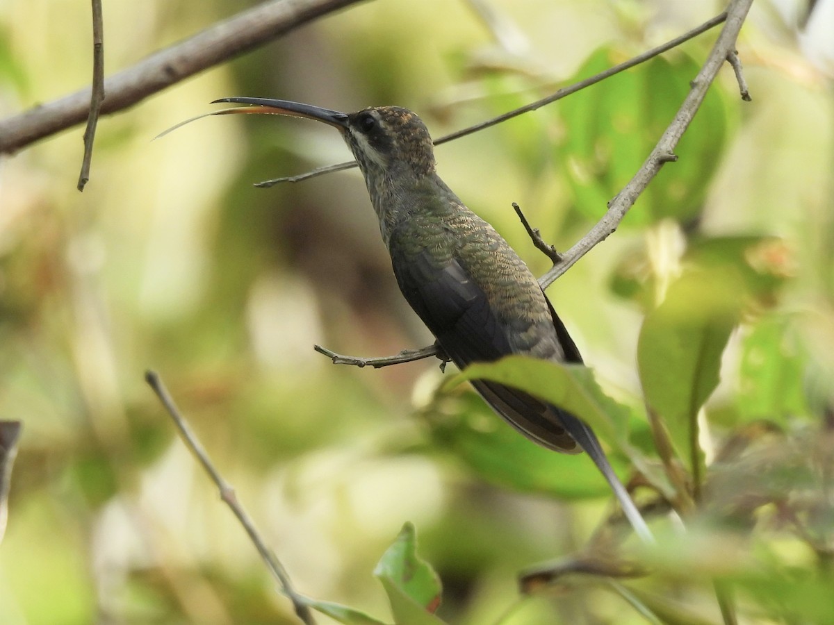 White-bearded Hermit - ML623165559