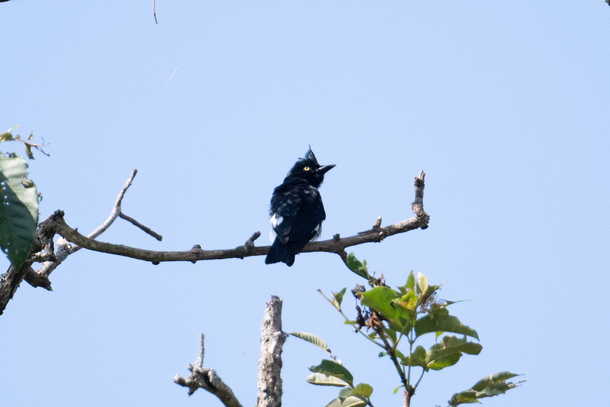 Black-and-white Shrike-flycatcher - ML623165575