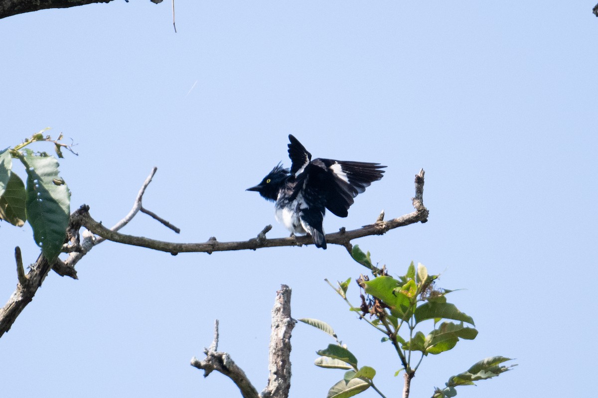 Black-and-white Shrike-flycatcher - ML623165577