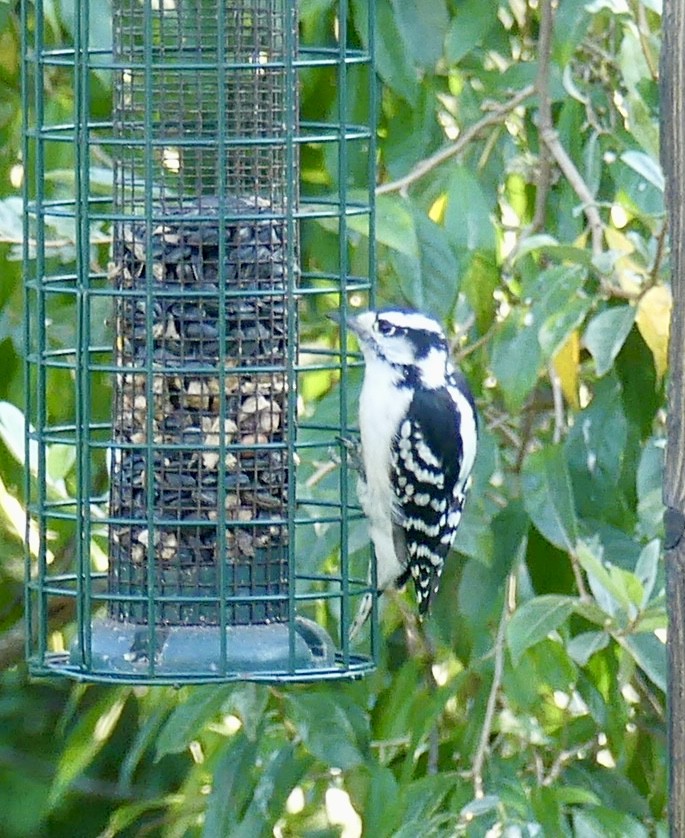 Downy Woodpecker - ML623165578