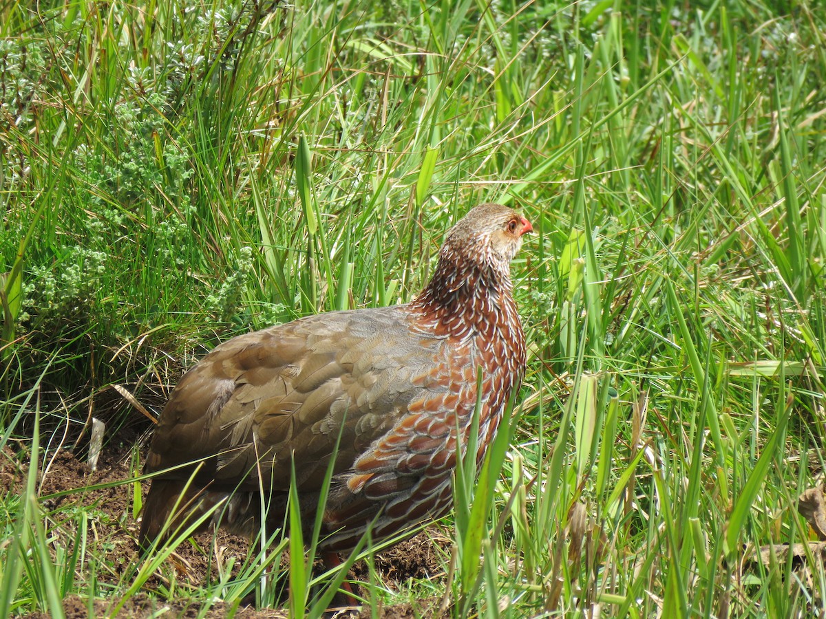 Jackson's Spurfowl - ML623165688