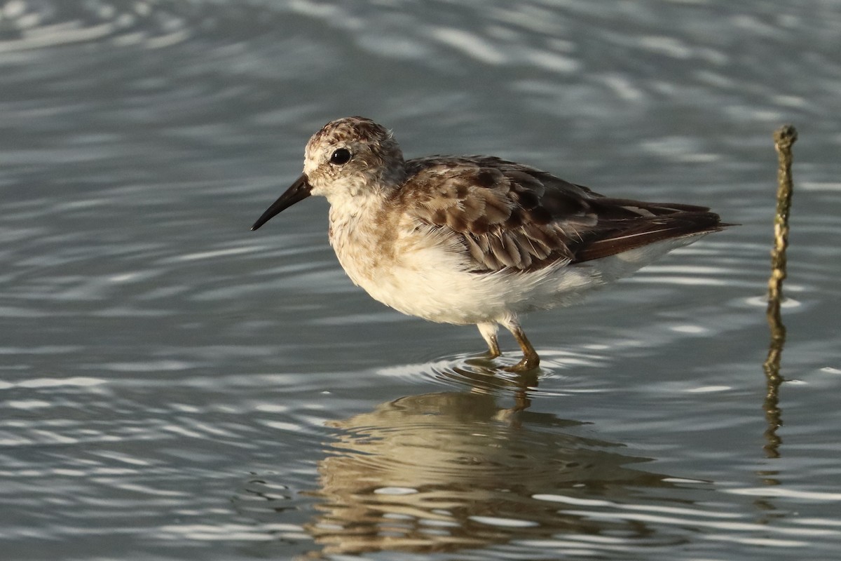 Least Sandpiper - ML623165738