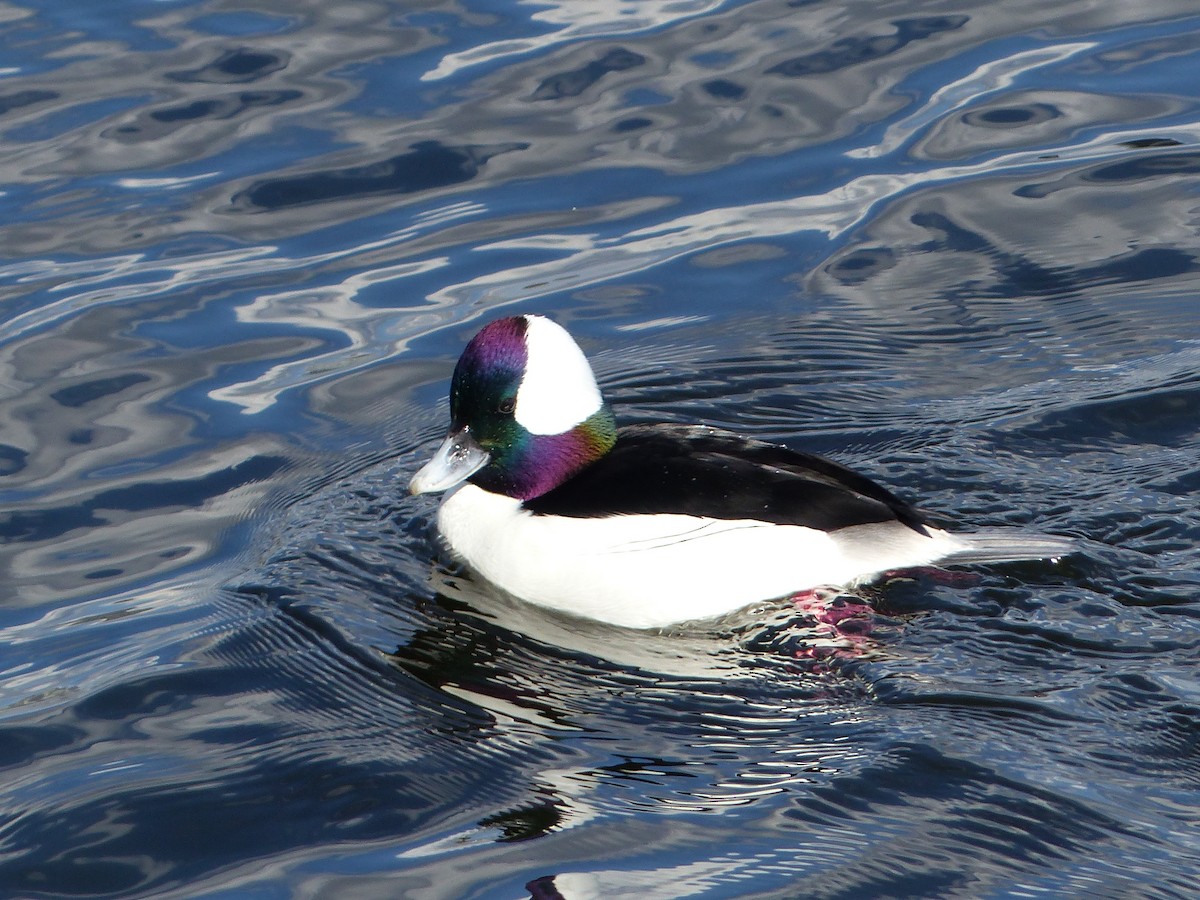 Bufflehead - ML623165814