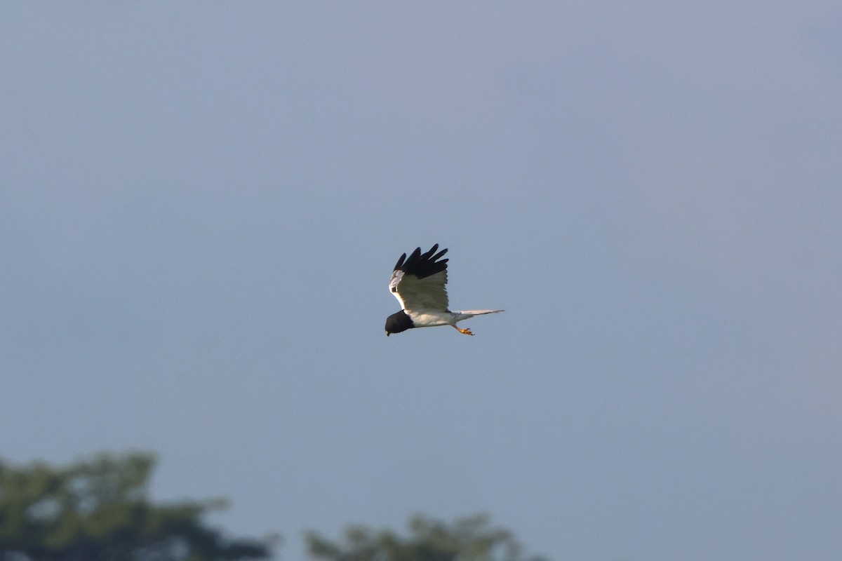 Pied Harrier - 志民 蘇