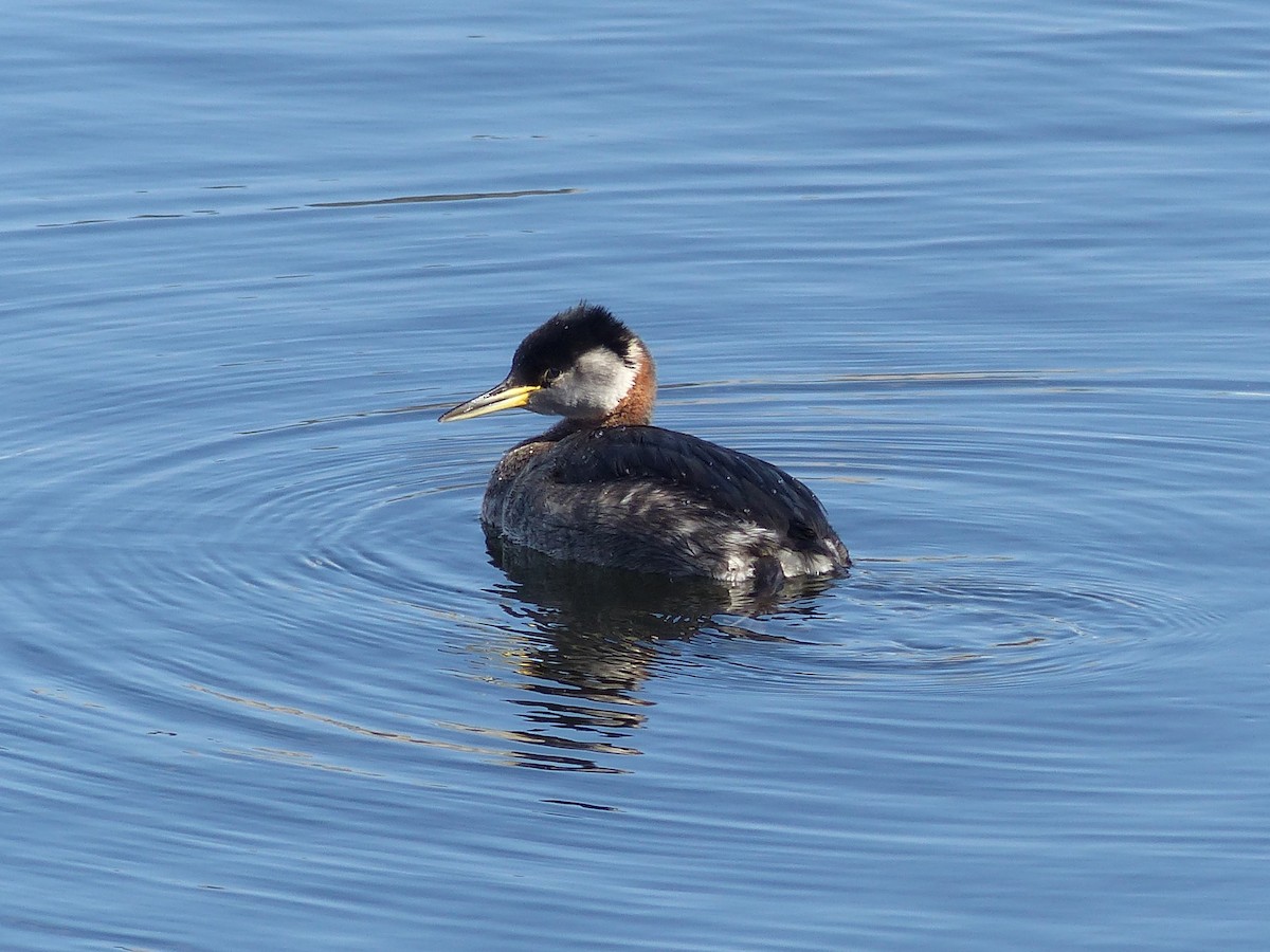 Red-necked Grebe - Eamon Corbett