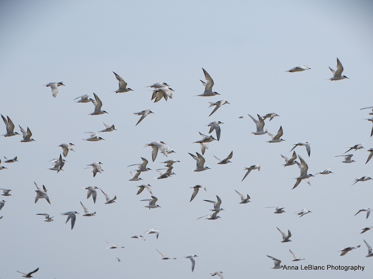 Common Tern - ML623165839