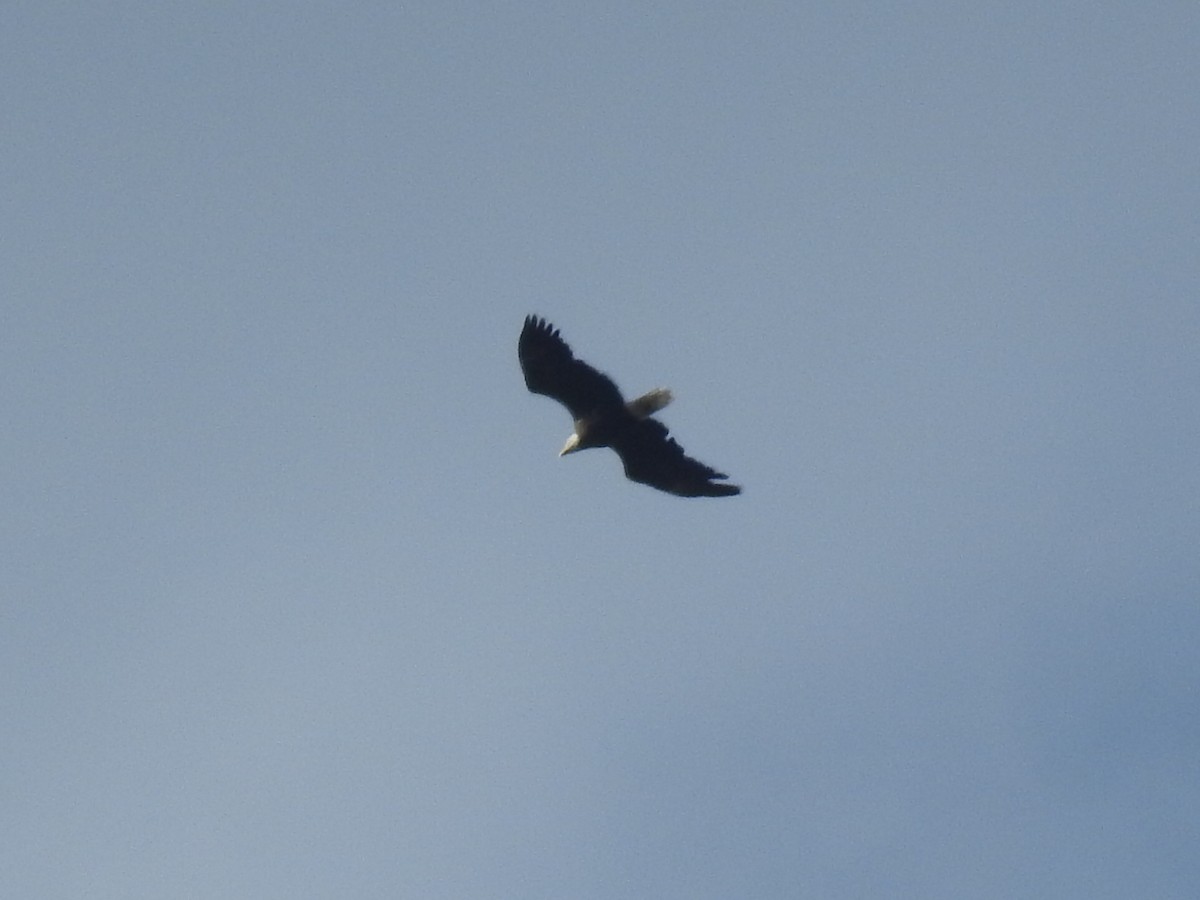 Bald Eagle - ML623165853
