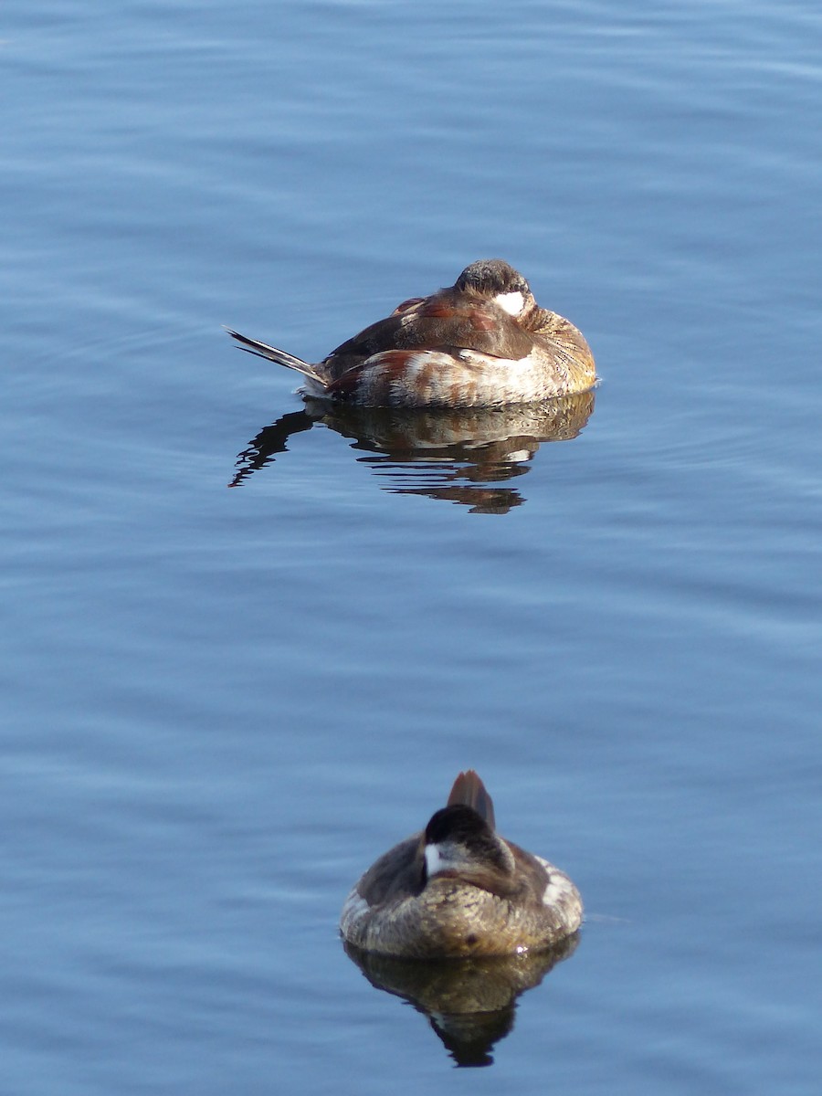 Ruddy Duck - ML623165857