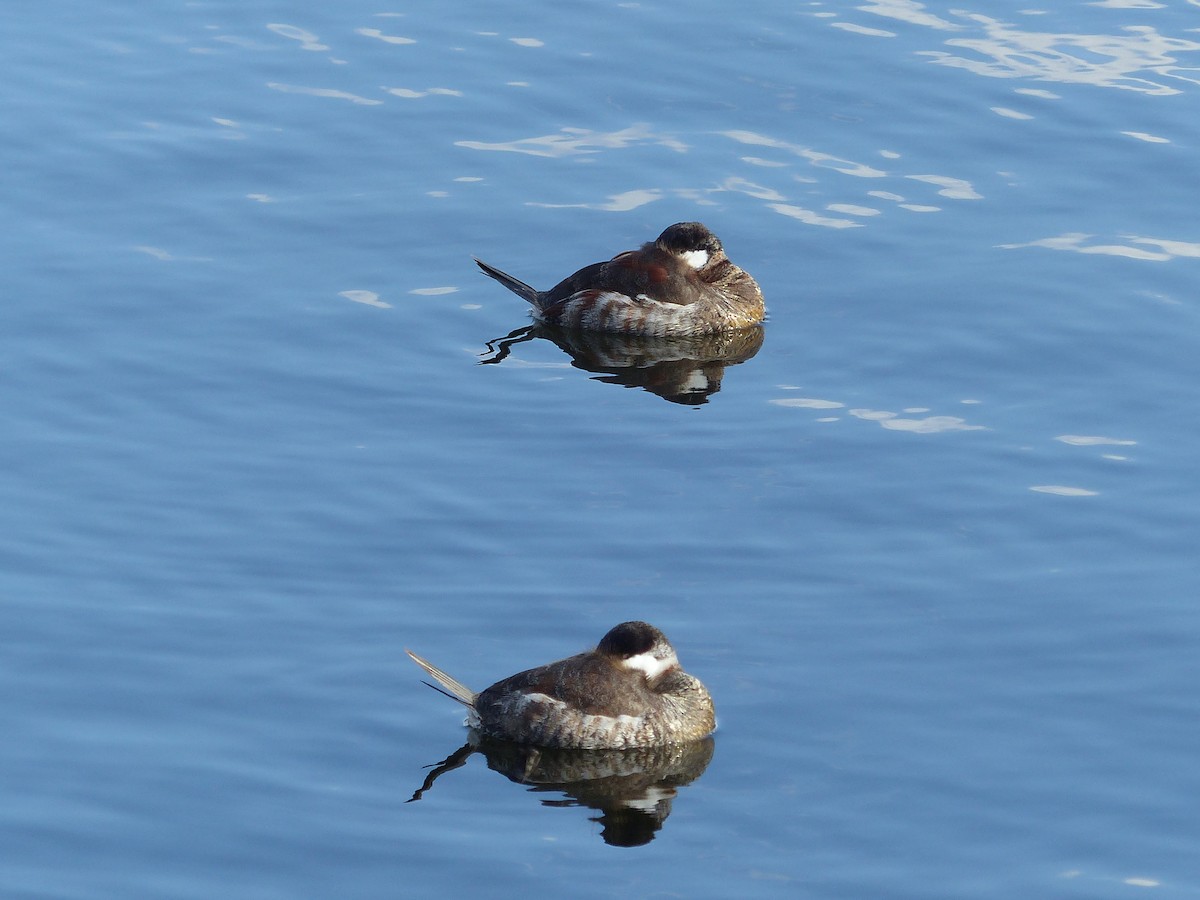 Ruddy Duck - ML623165858