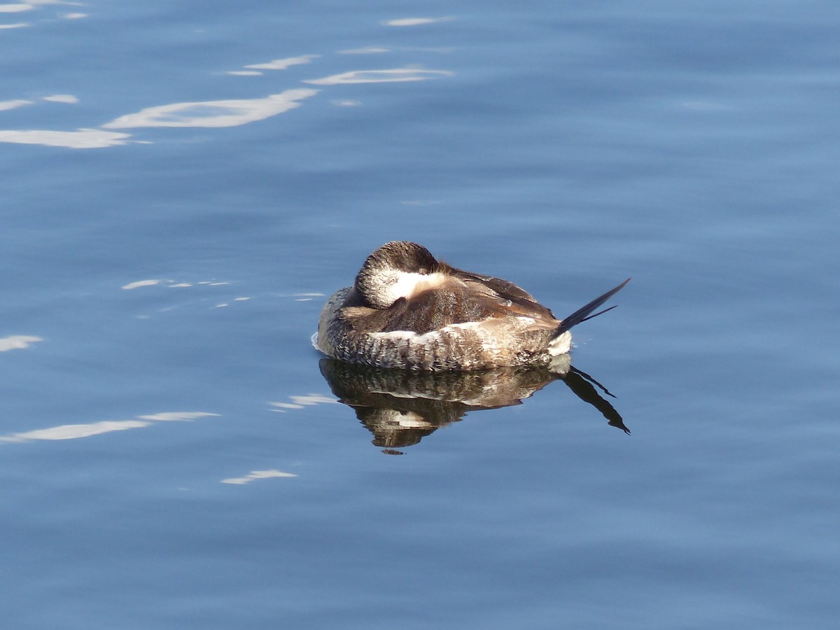 Ruddy Duck - ML623165859