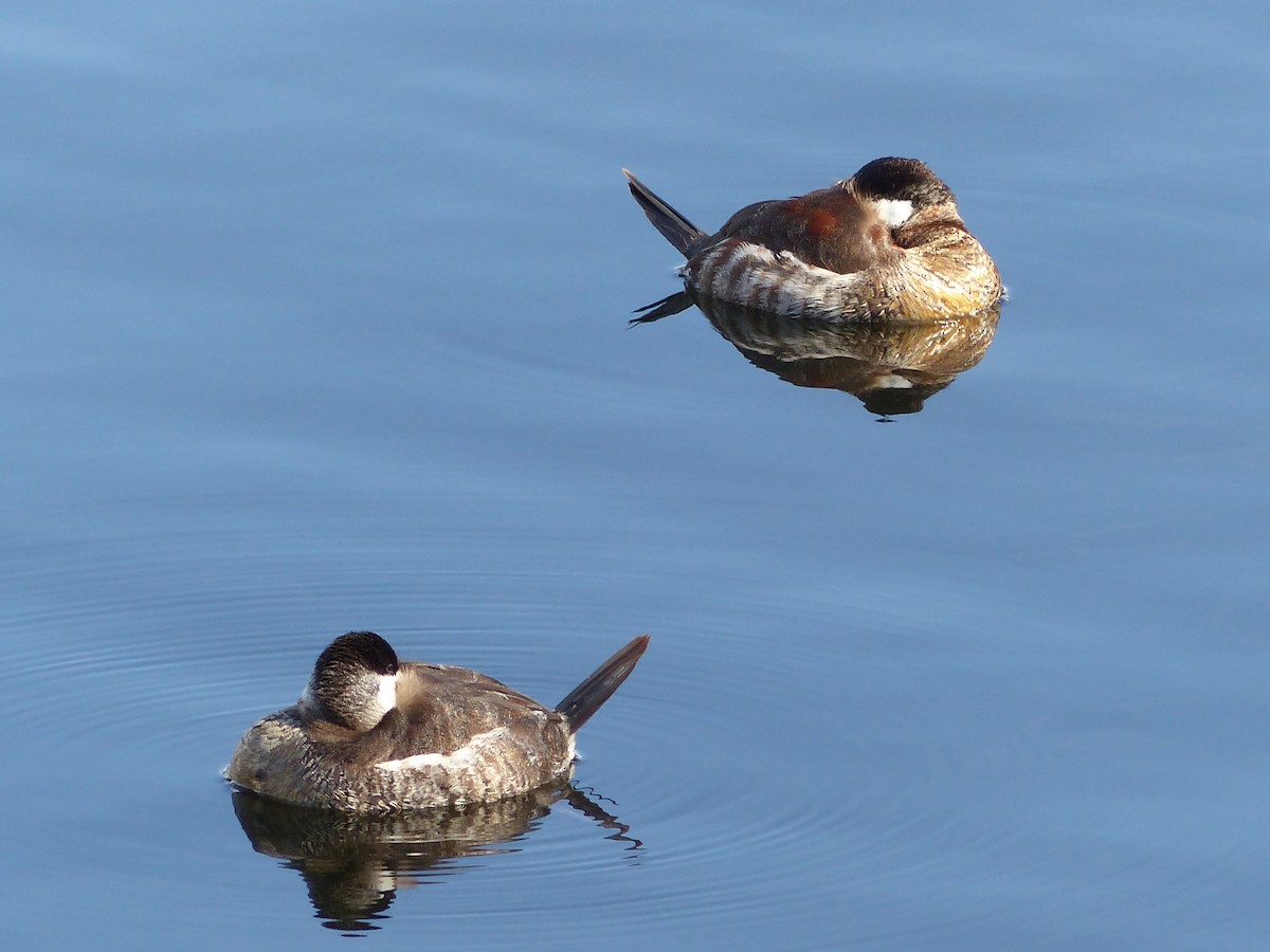 Ruddy Duck - ML623165860