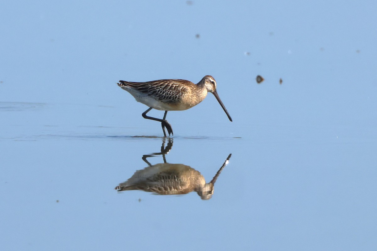 Asian Dowitcher - 志民 蘇