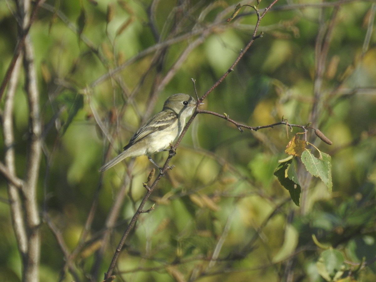 Least Flycatcher - ML623165898